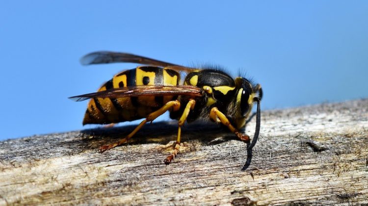 hornet-3336385_1280 - The Deeping