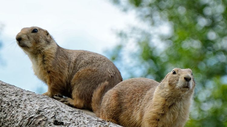 marmot - The Deeping