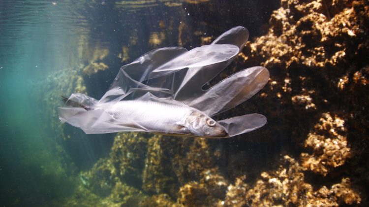 Plastic pollution - The Deeping