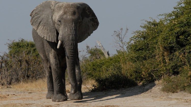 elephant-boy-694471_1280 (1) - The Deeping