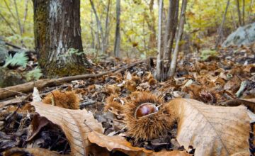 Chestnut forest