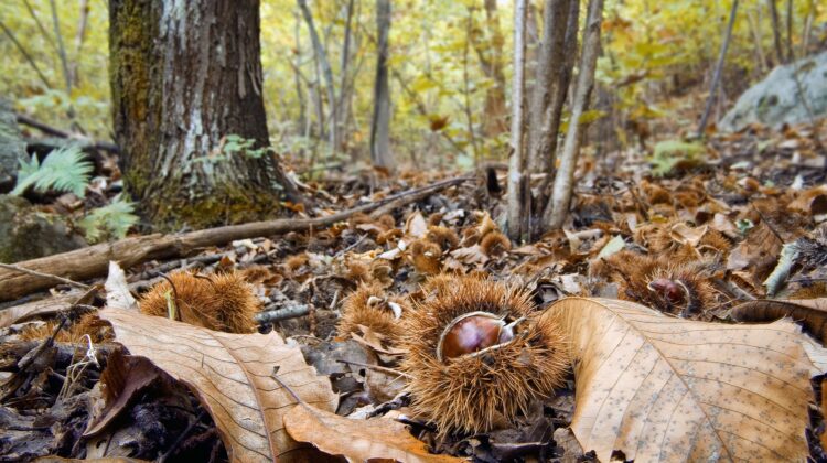 Chestnut forest - The Deeping Chestnut forest