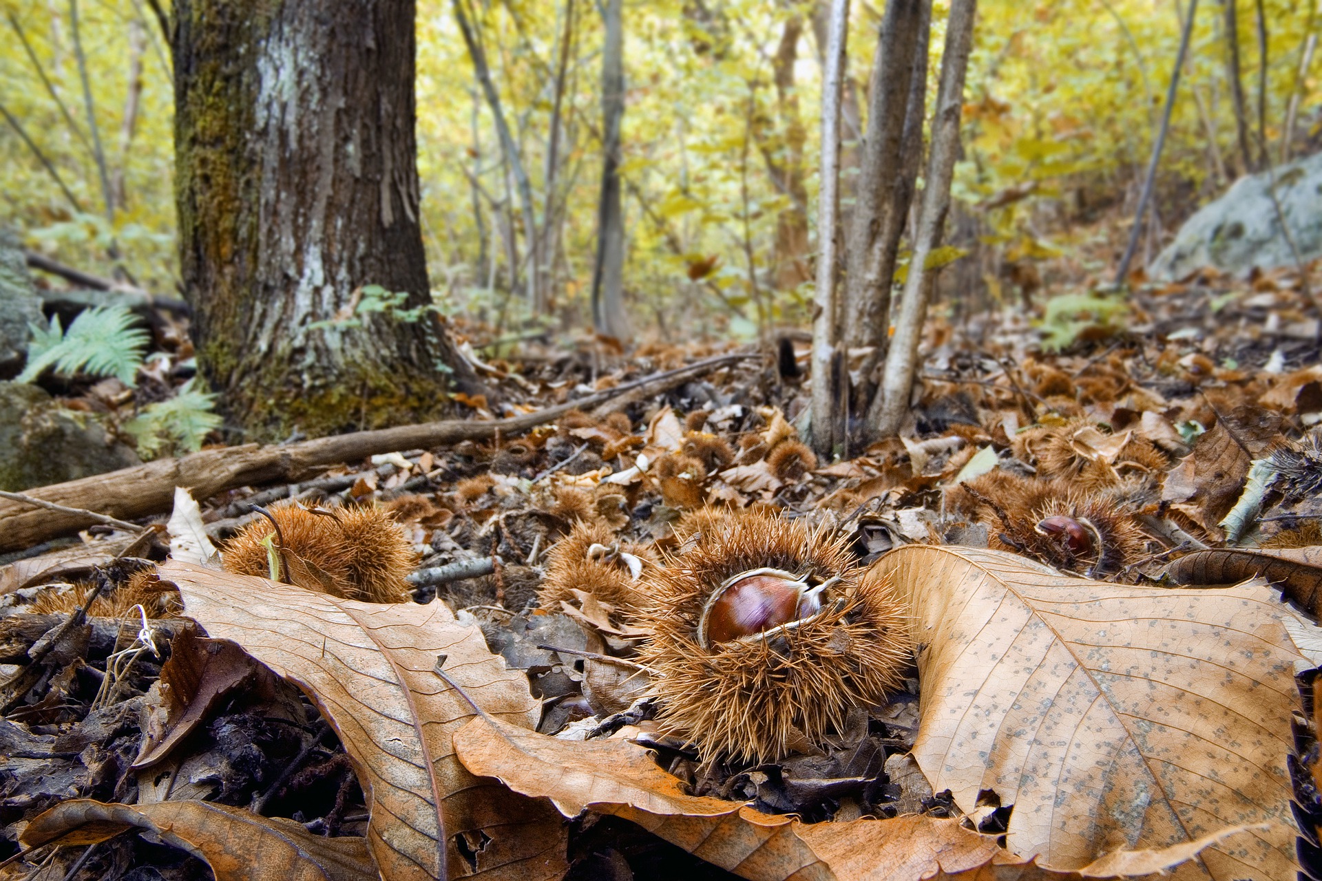 Chestnut forest