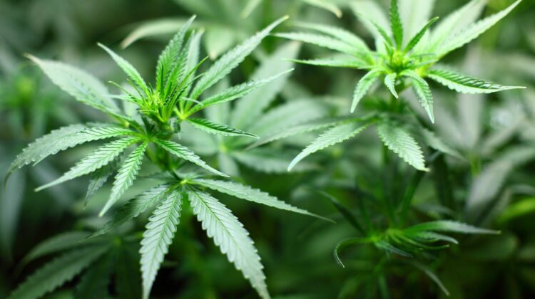 cannabis - The Deeping