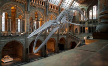 London’s Natural History Museum