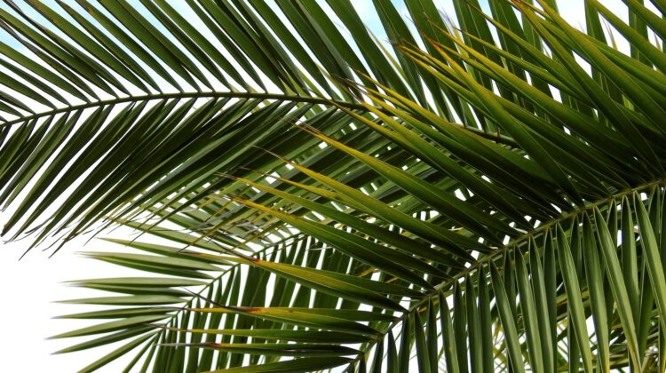 palm - The Deeping