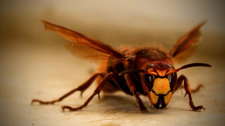 hornet-4945512_1280 - The Deeping