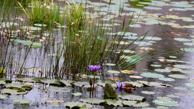 stormwater - The Deeping
