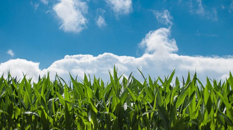 agriculture - The Deeping