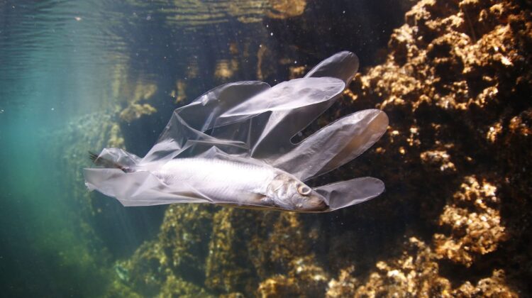 Plastic pollution - The Deeping