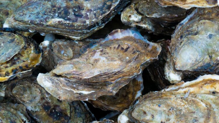oysters - The Deeping