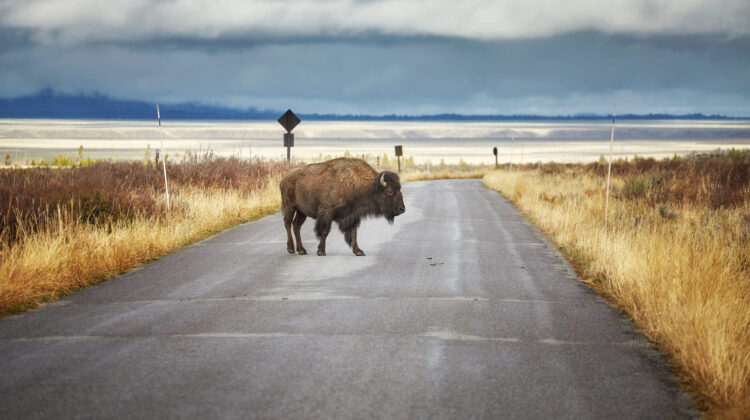 bison-on-road-in-grand-teton-national-park-wyomin - The Deeping