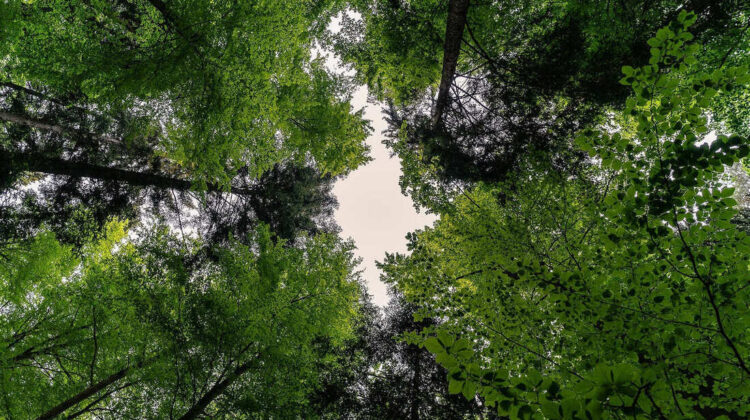forest - The Deeping