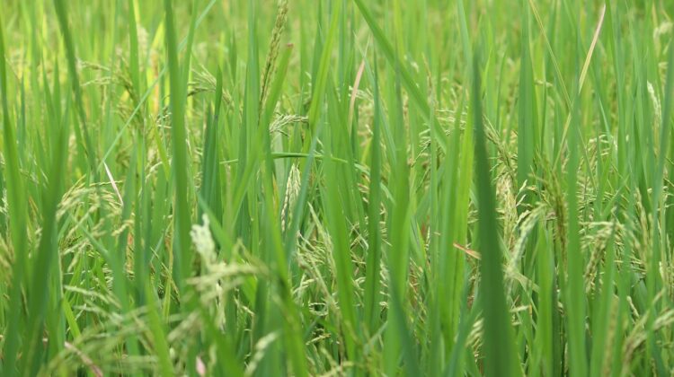 farm - The Deeping