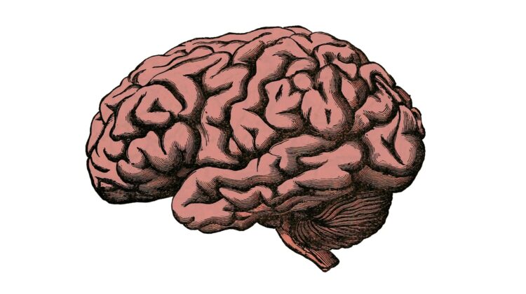 brain - The Deeping