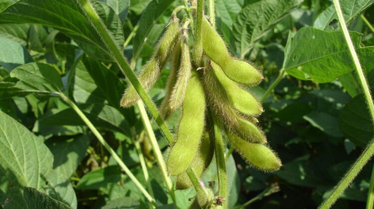 soy - The Deeping
