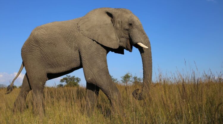 african-elephant - The Deeping
