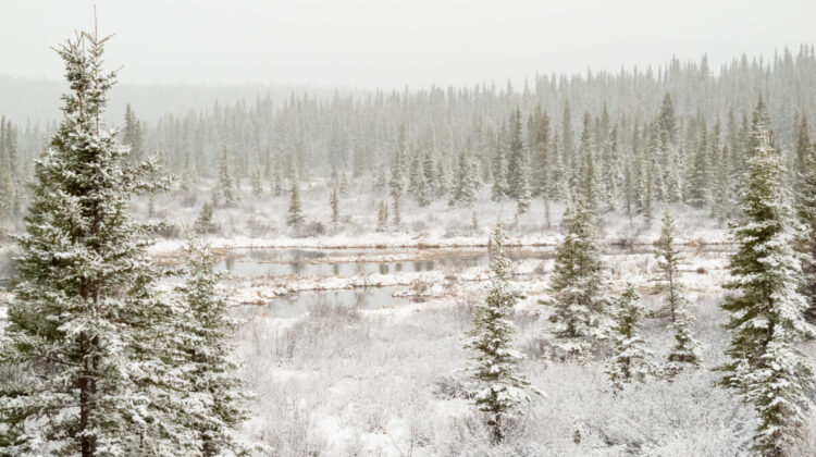boreal-forest-Canada - The Deeping