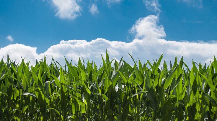 corn-field - The Deeping