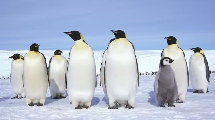 Antarctica - The Deeping