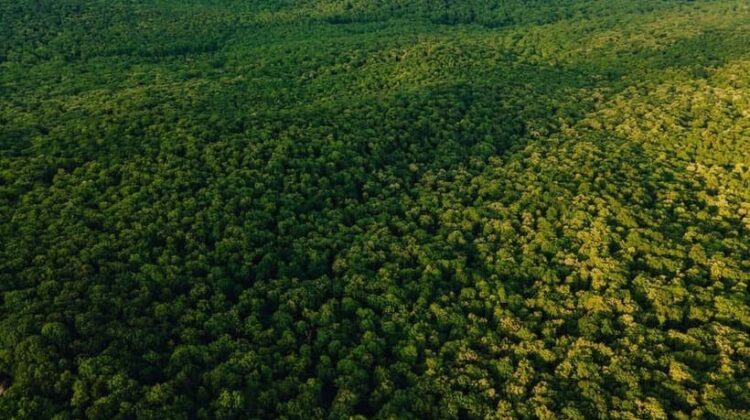 Aerial view of Beautiful footage of tropical Rainforest in Amazon, - The Deeping