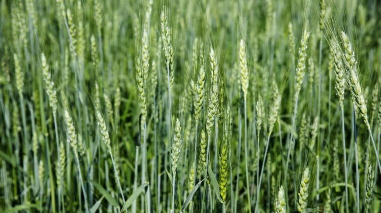 Green wheat field in India - The Deeping