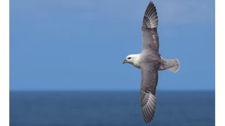 Seabird - The Deeping