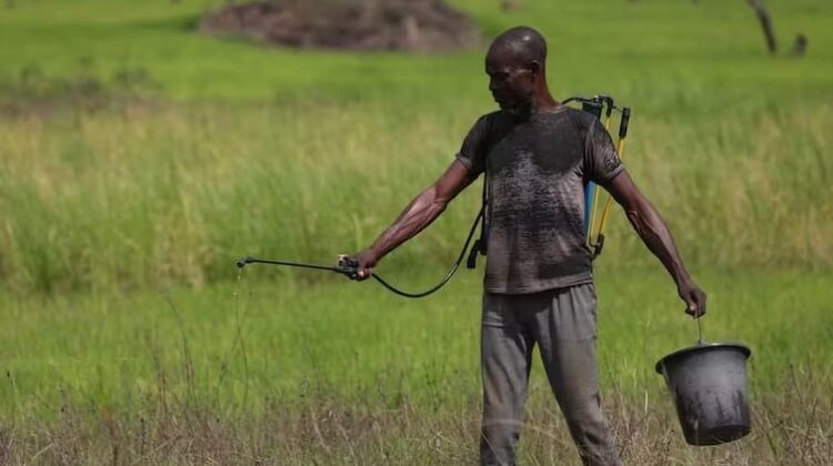Pesticides are harming Nigeria - The Deeping