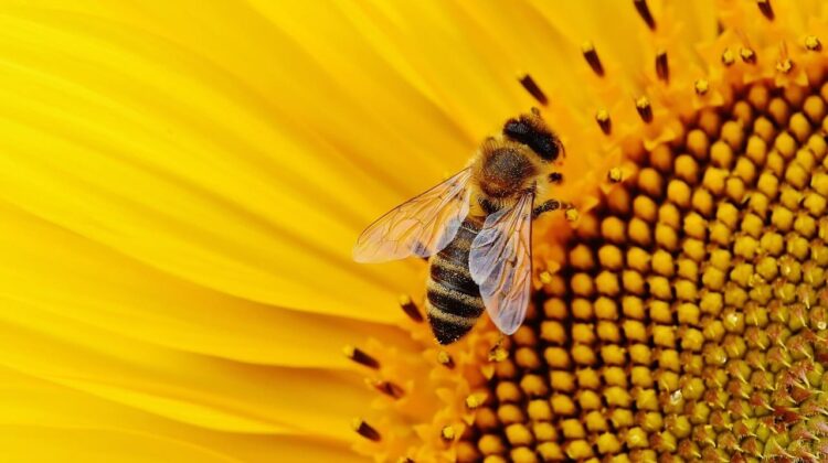 bee - The Deeping
