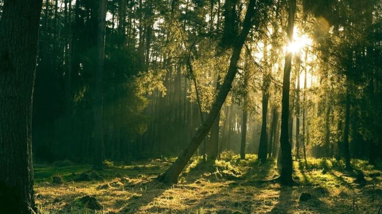 forest - The Deeping