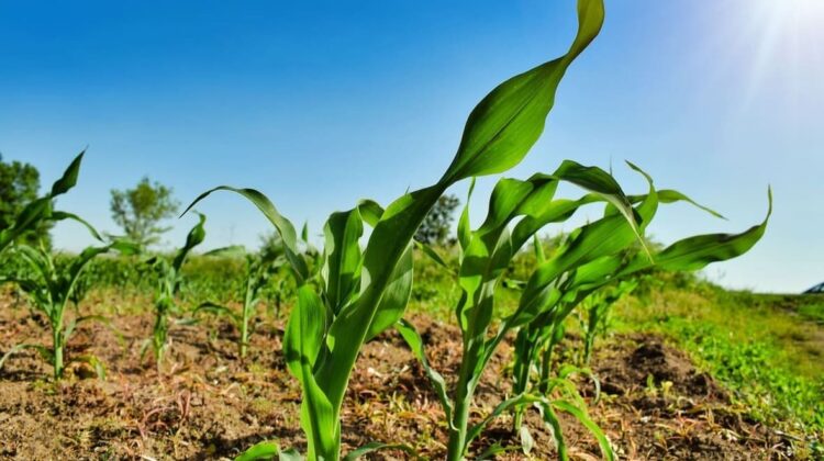 plant - The Deeping
