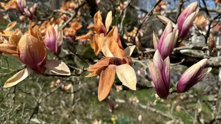Magnolia blossoms - The Deeping
