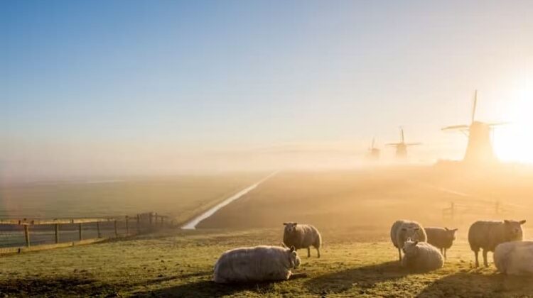 Farming - The Deeping