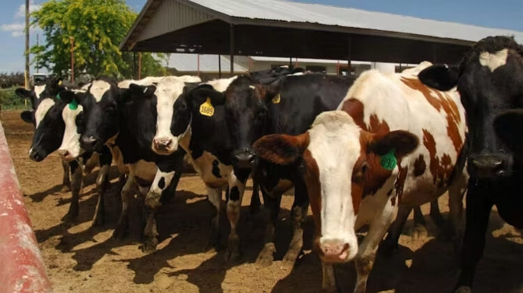 Dairy cows - The Deeping