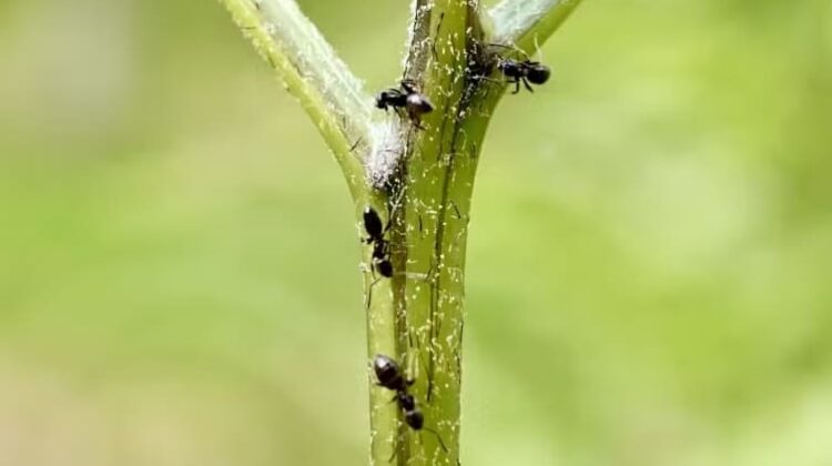 Ants - The Deeping