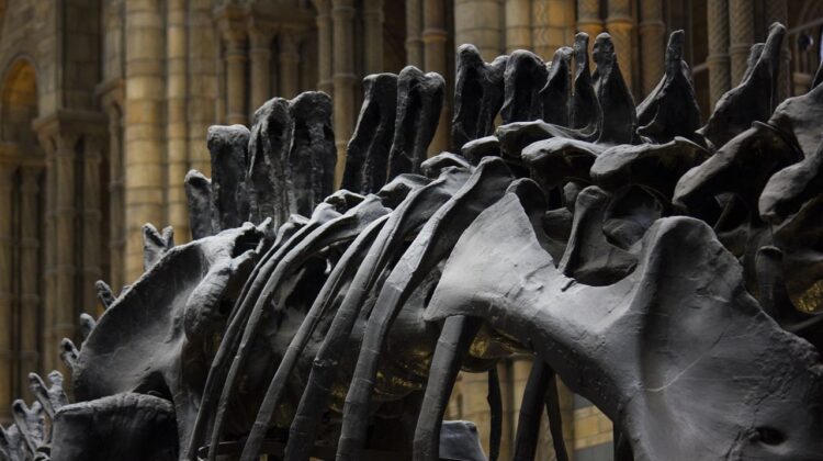 Natural History Museum London - The Deeping