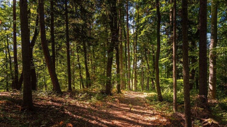 Beautiful green forest with sun coming through the trees. Woods background - The Deeping