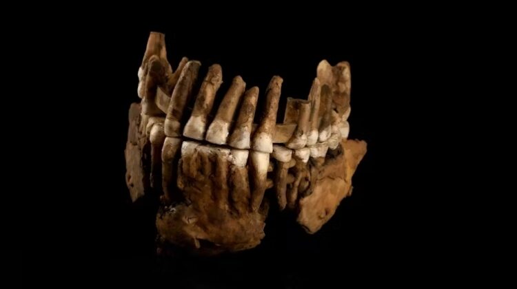 Thorins teeth - The Deeping