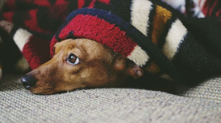 dog - The Deeping