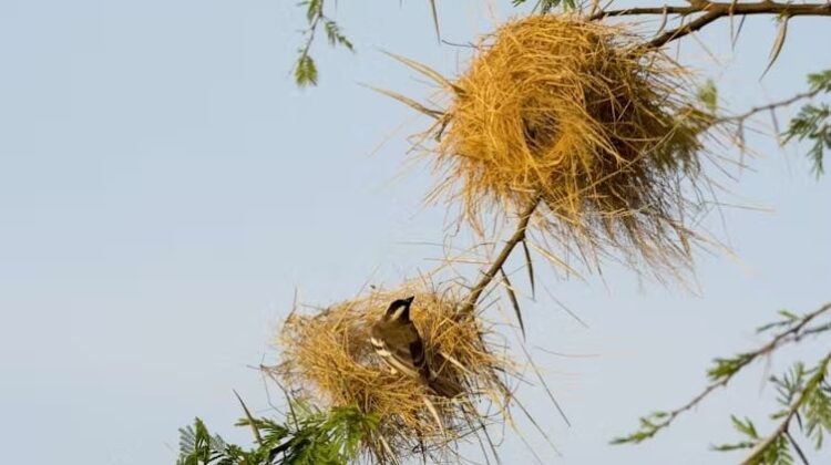 sparrow - The Deeping