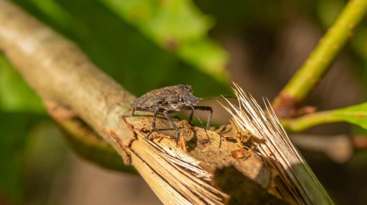 brown-marmorated-stink - The Deeping
